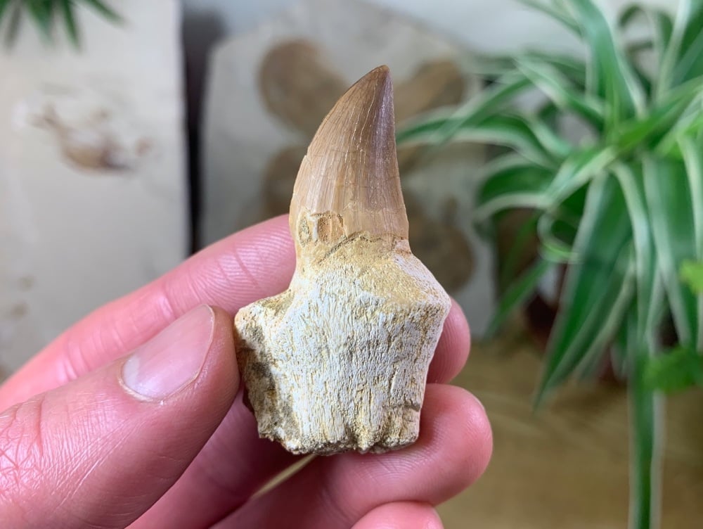 Rooted Mosasaur Tooth (2 inch) #07