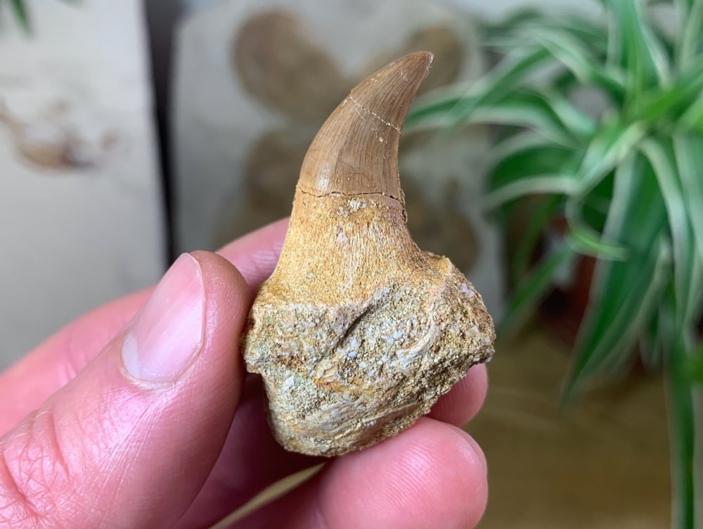 Rooted Mosasaur Tooth (1.88 inch) #08