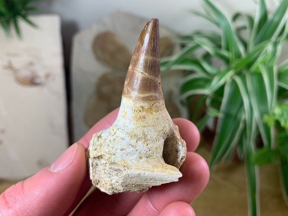 Rooted Mosasaur Tooth (2.25 inch) #10