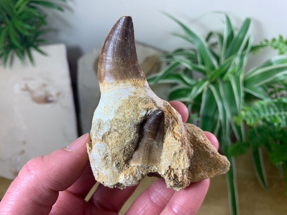 Small Mosasaur Jaw with Teeth #01