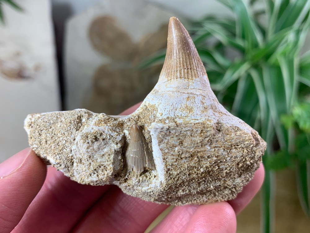 Mosasaur Jaw Bone with Teeth #02