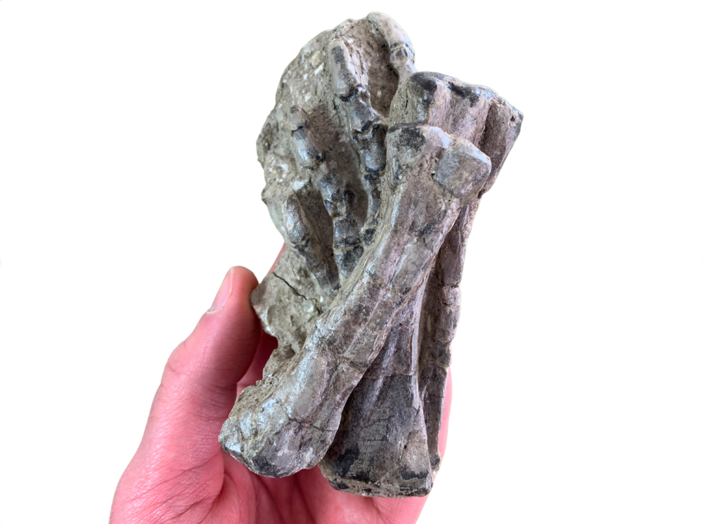Jeholosaurus Dinosaur Foot & Leg