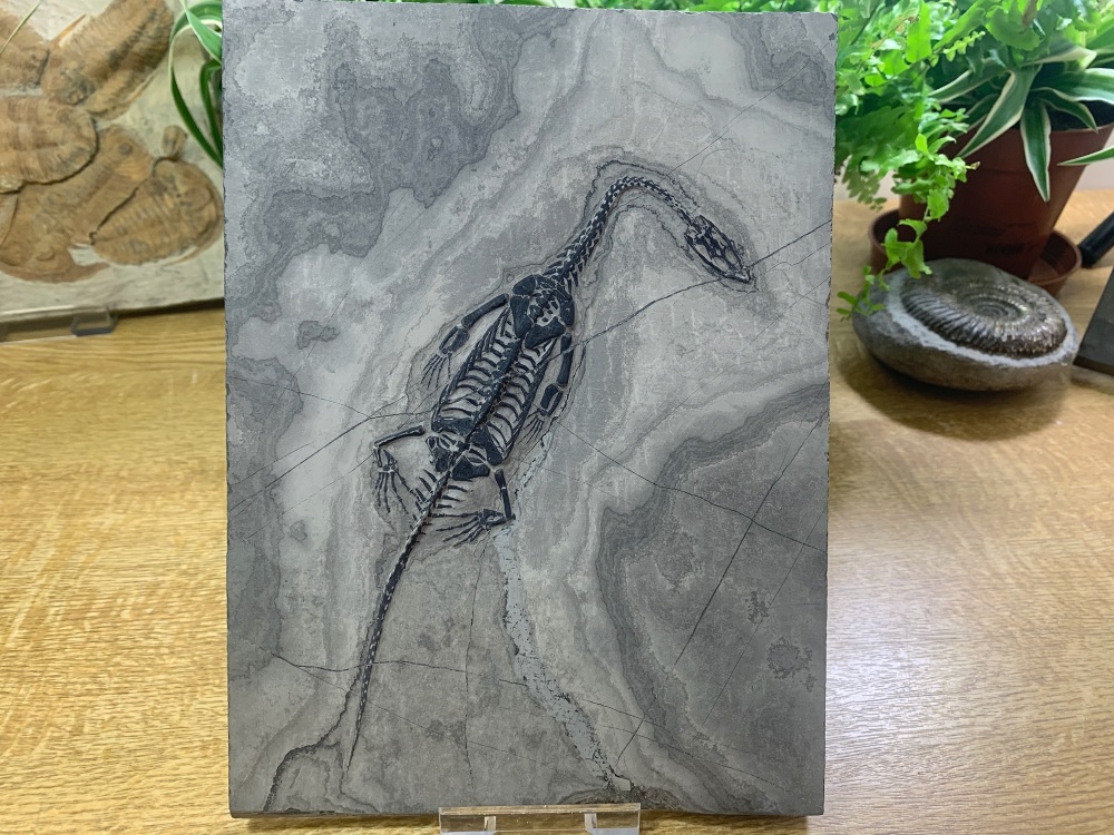 Keichousaurus hui, Marine Reptile #04