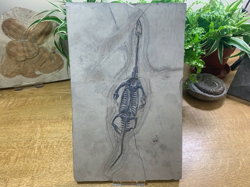 Keichousaurus hui, Marine Reptile #06