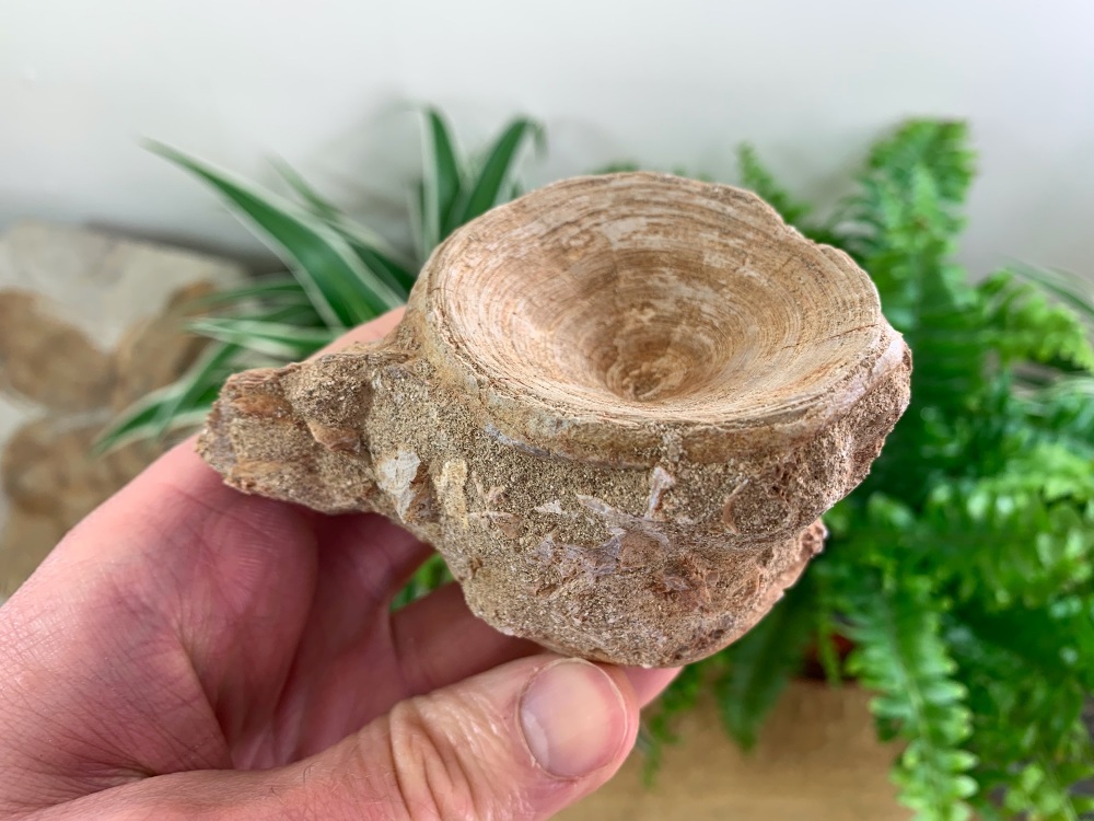 Large Enchodus Fish Vertebra #04
