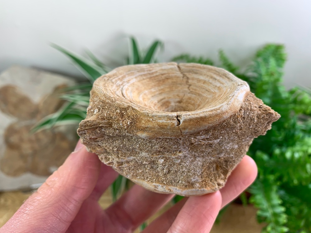 Large Enchodus Fish Vertebra #05
