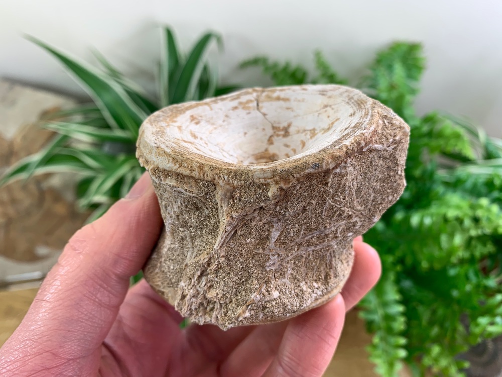 Large Enchodus Fish Vertebra #07