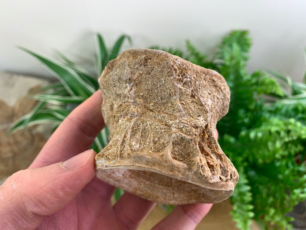 Large Enchodus Fish Vertebra #12