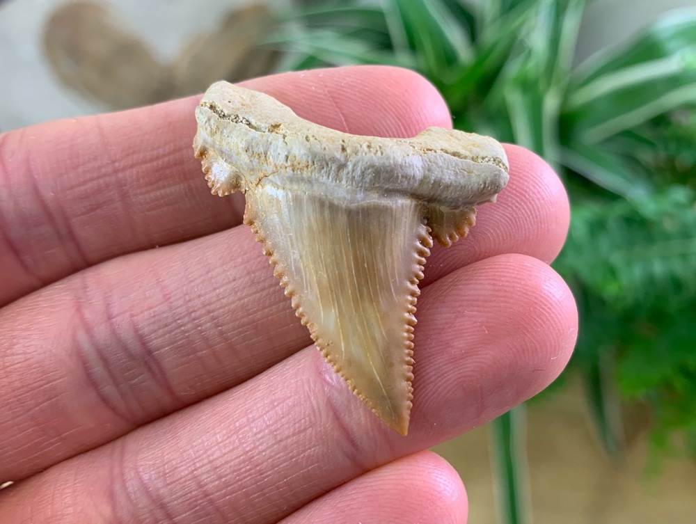 Palaeocarcharodon orientalis Shark Tooth (1.63 inch) #02