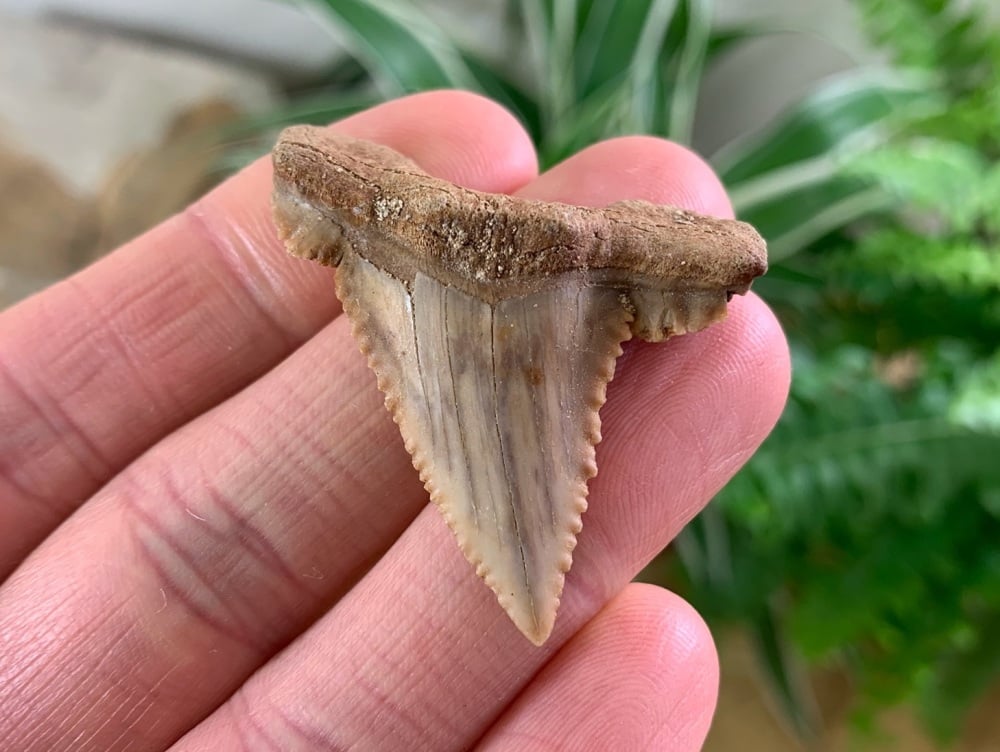 Palaeocarcharodon orientalis Shark Tooth (1.63 inch) #03