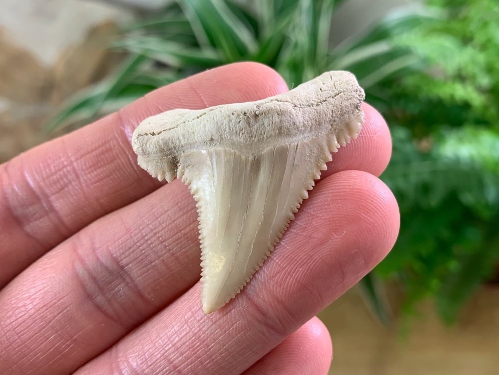 Palaeocarcharodon orientalis Shark Tooth (1.75 inch) #04