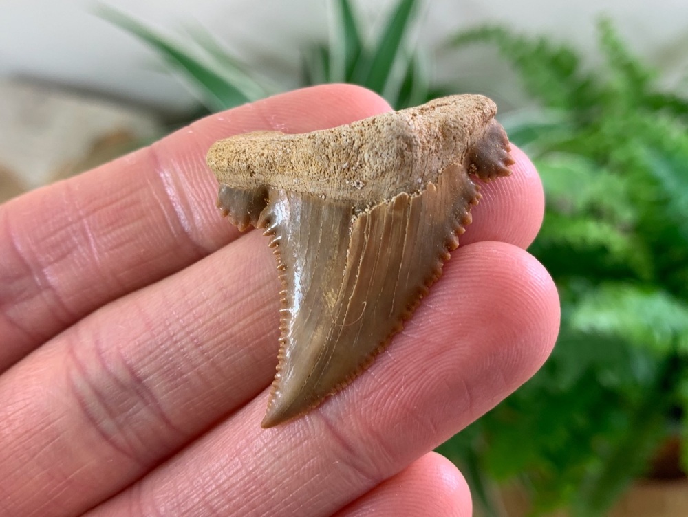Palaeocarcharodon orientalis Shark Tooth (1.63 inch) #05