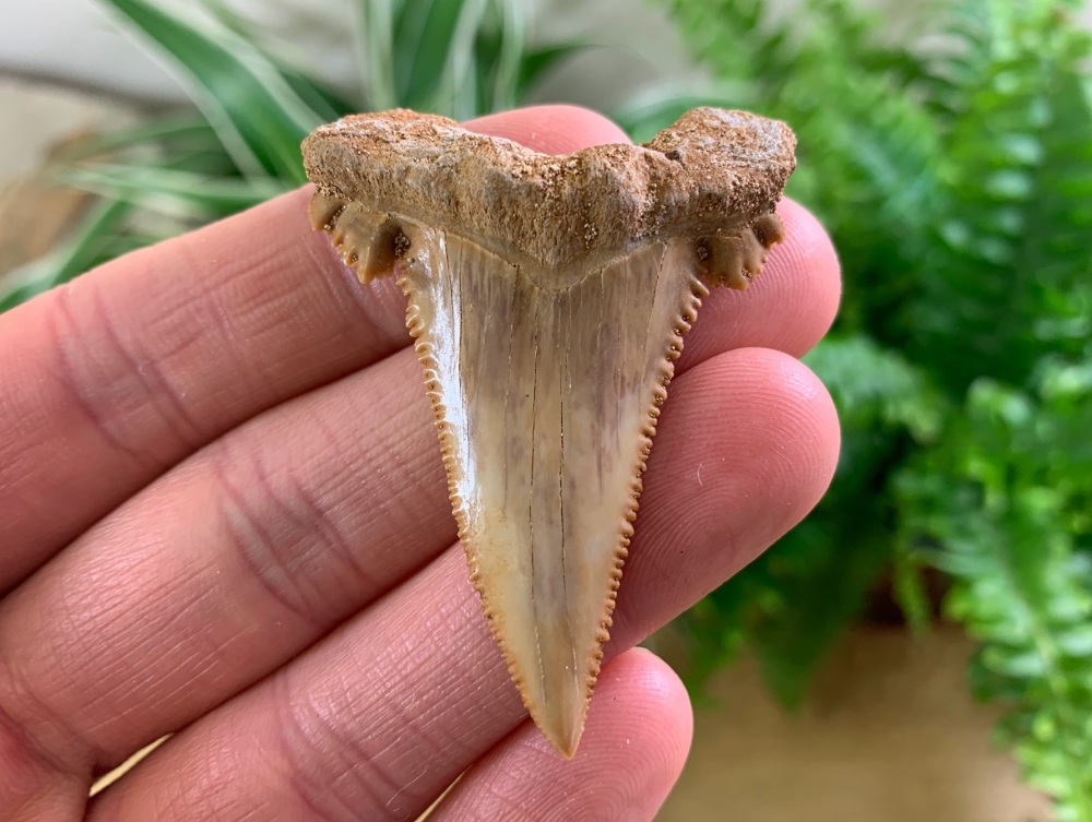 Palaeocarcharodon orientalis Shark Tooth (2.13 inch) #07