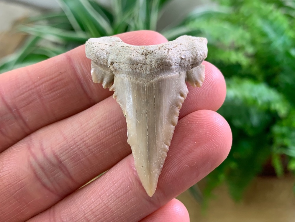 Palaeocarcharodon orientalis Shark Tooth (1.75 inch) #08