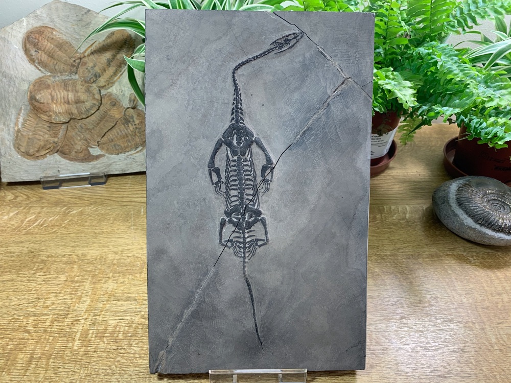 Keichousaurus hui, Marine Reptile #07