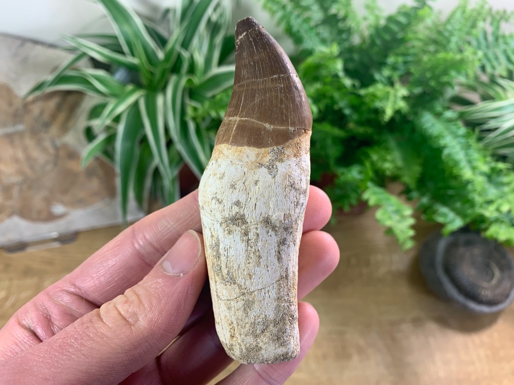 Rooted Mosasaur Tooth (4 inch) #14