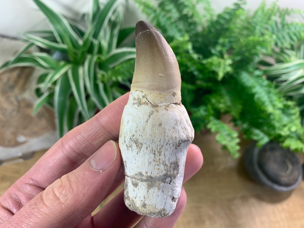 Rooted Mosasaur Tooth (3.5 inch) #15