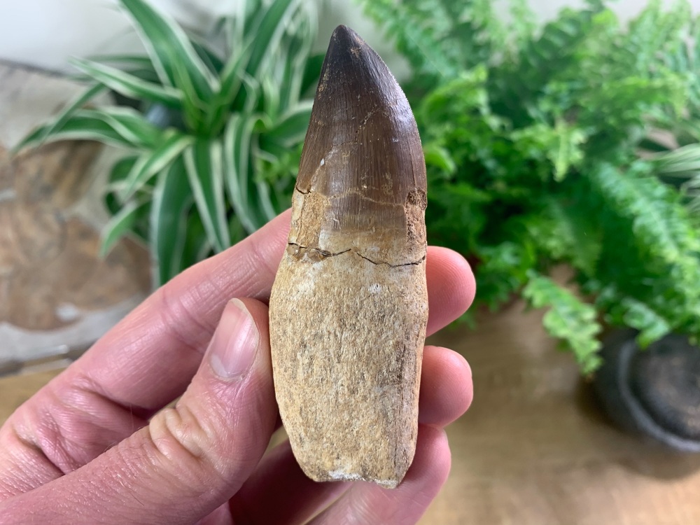 Rooted Mosasaur Tooth (3.25 inch) #16