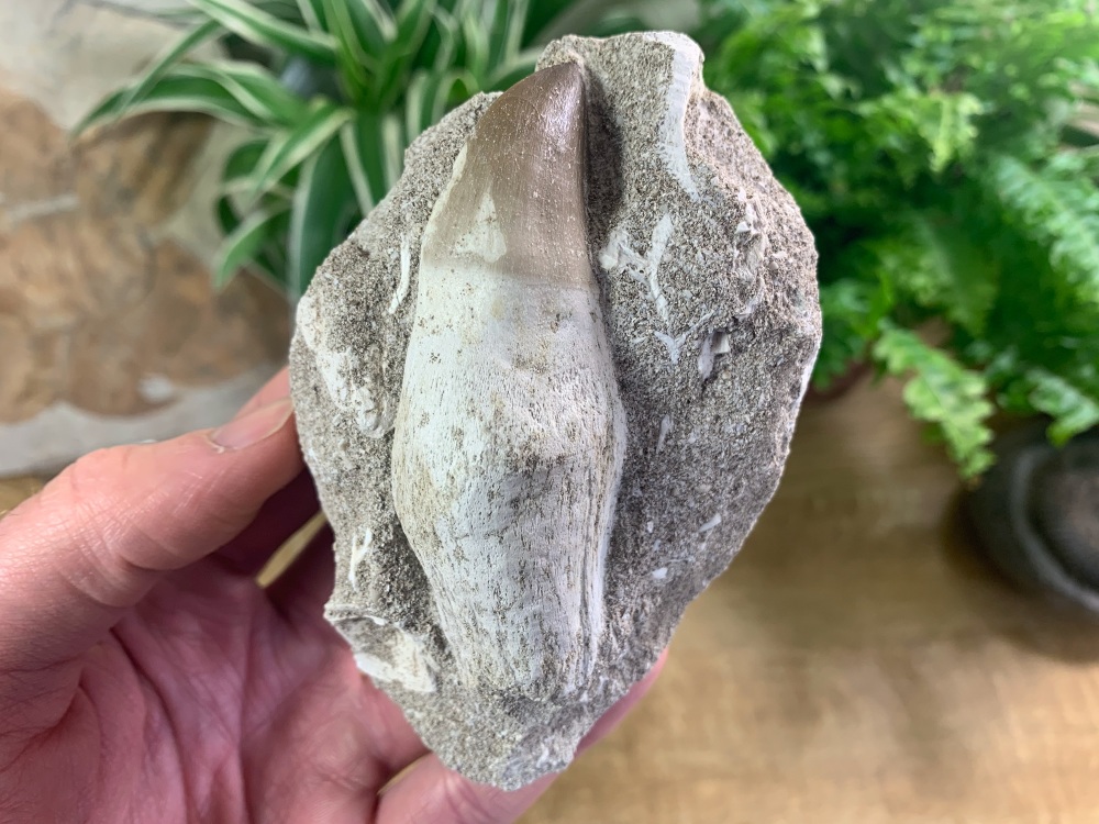 Rooted Mosasaur Tooth on Matrix (3.19 inch) #01