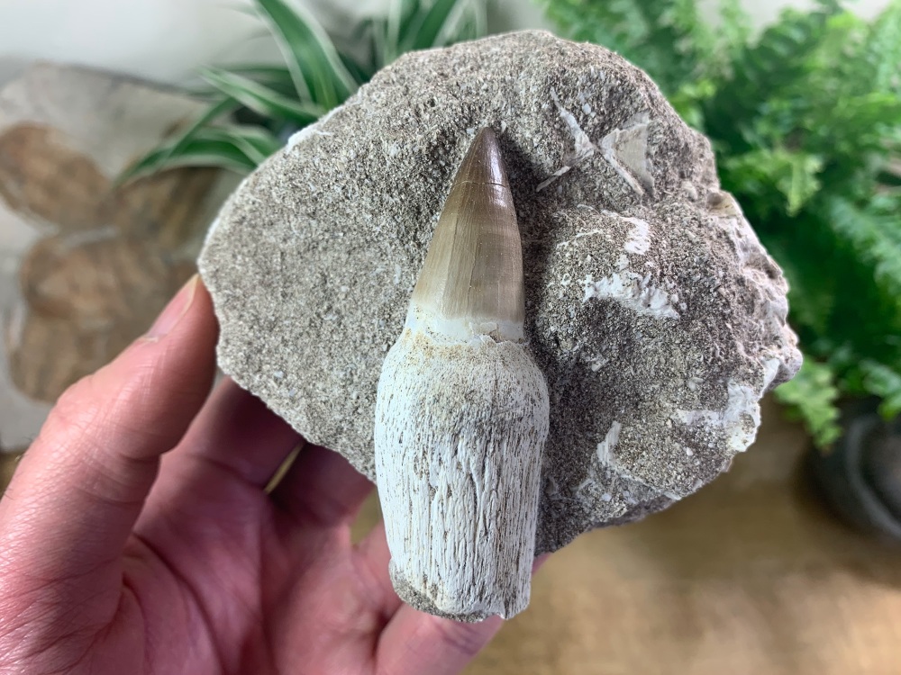 Rooted Mosasaur Tooth on Matrix (2.88 inch) #02
