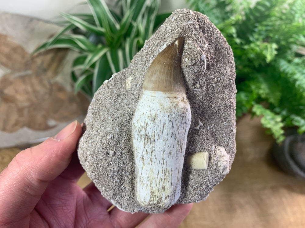 Rooted Mosasaur Tooth on Matrix (3.25 inch) #03