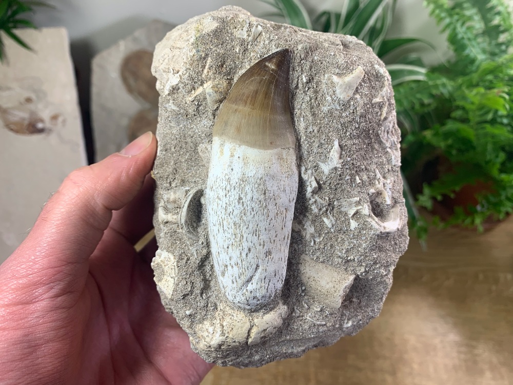 Rooted Mosasaur Tooth on Matrix (3.25 inch) #04