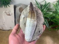 HUGE Rooted Mosasaur Tooth on Matrix (5.38 inch) #05