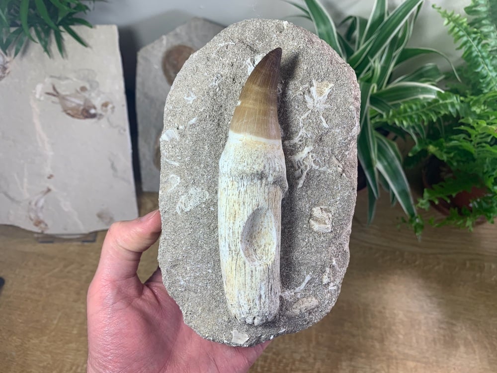 HUGE Rooted Mosasaur Tooth on Matrix (5 inch) #06