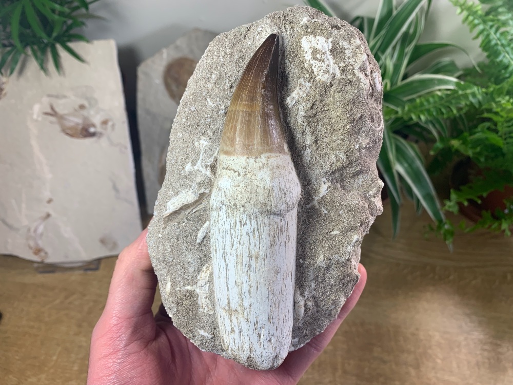 HUGE Rooted Mosasaur Tooth on Matrix (5.25 inch) #07