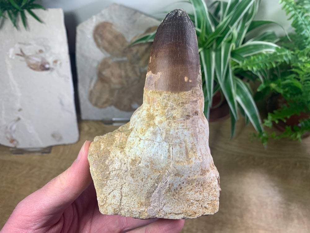 HUGE Mosasaur Tooth & Jaw (Prognathodon) #01