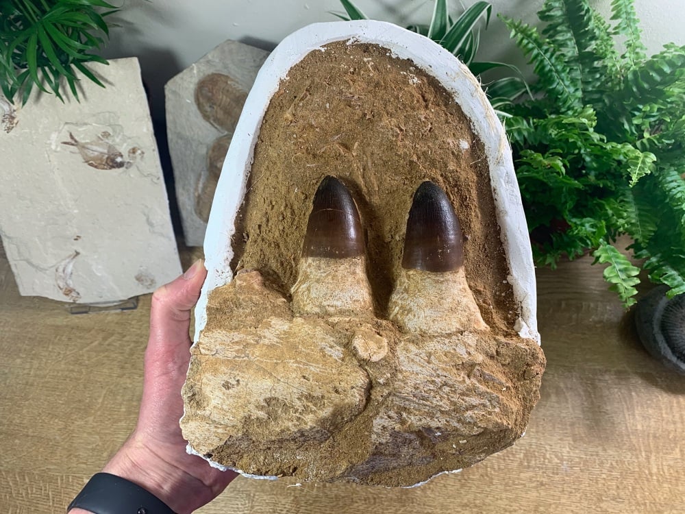 Mosasaur Jaw with Teeth (Prognathodon) #01