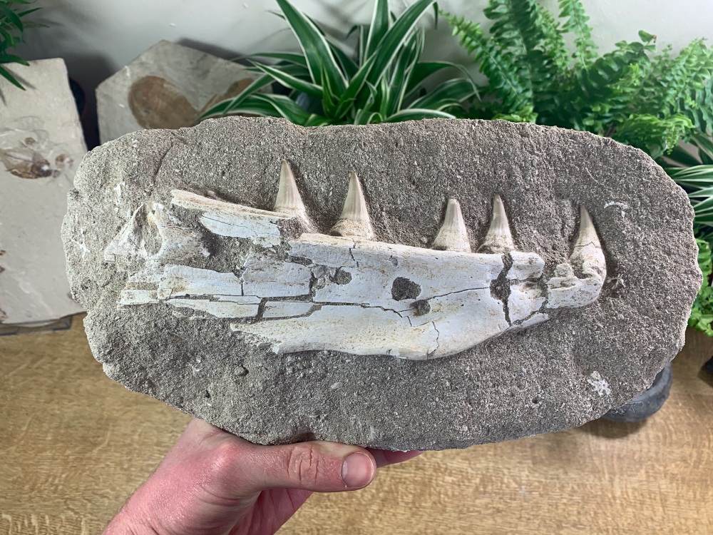 Mosasaur Jaw with Teeth (Platecarpus) #03