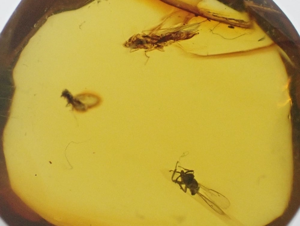 Dominican Amber Inclusion #33 (Winged Insects)