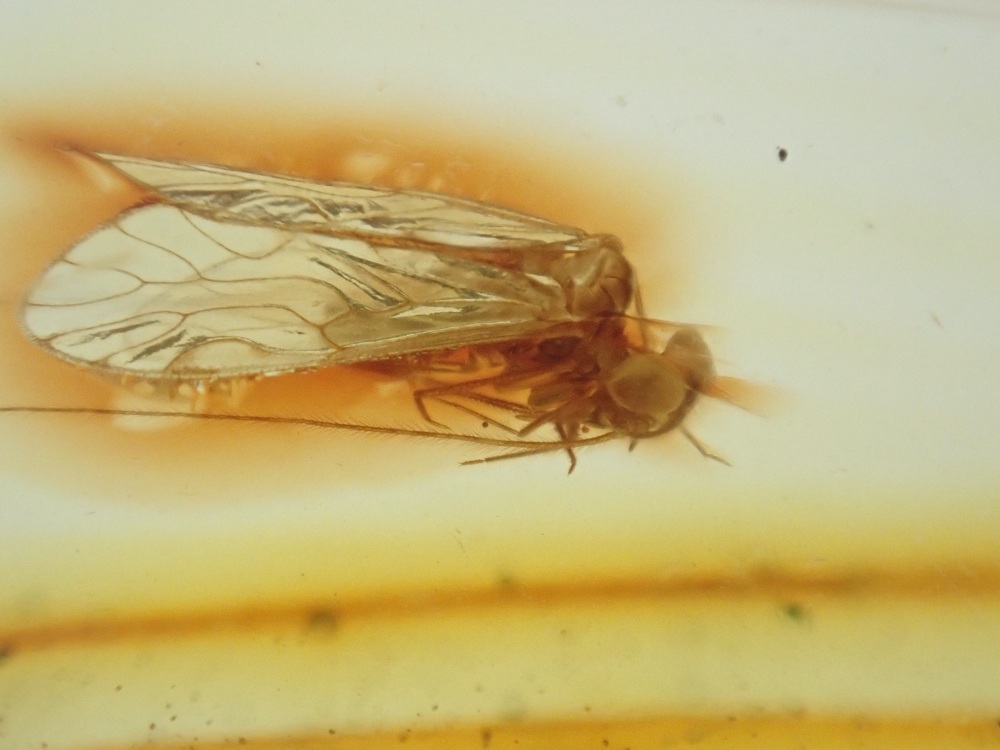 Dominican Amber Inclusion #37 (Fly)