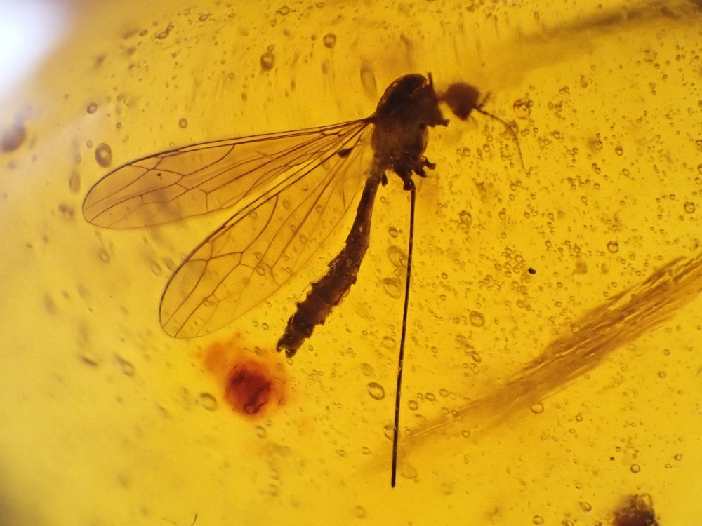 Dominican Amber Inclusion #42 (Cranefly)