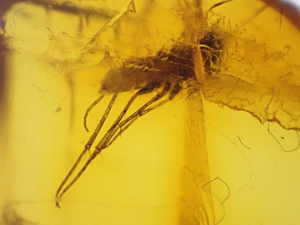 Baltic Amber Inclusion #02 (Fungus Gnat)