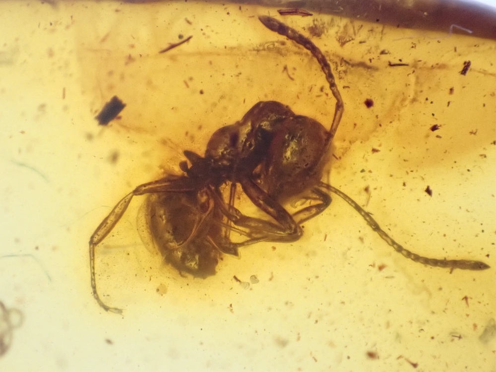 Baltic Amber Inclusion #03 (Ant)
