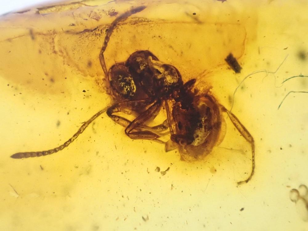 Baltic Amber Inclusion #03 (Ant)