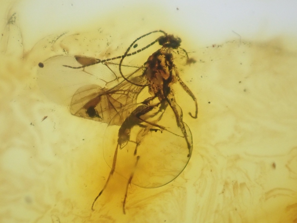 Baltic Amber Inclusion #05 (Fungus Gnat)