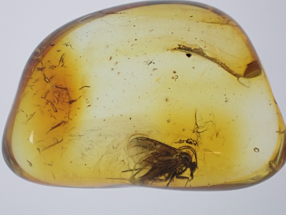 Baltic Amber Inclusion #06 (Fungus Gnat)
