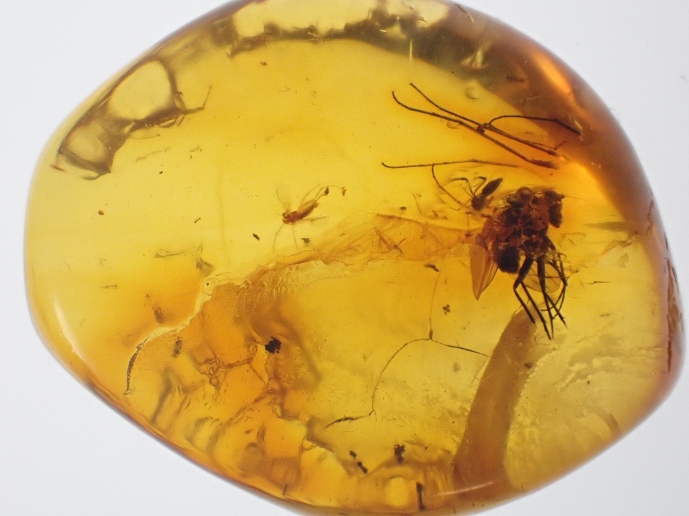 Baltic Amber Inclusion #07 (Fly)
