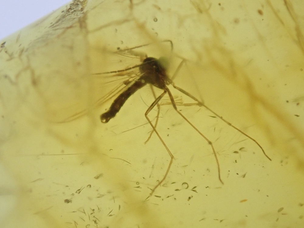 Baltic Amber Inclusion #08 (Fungus Gnat)