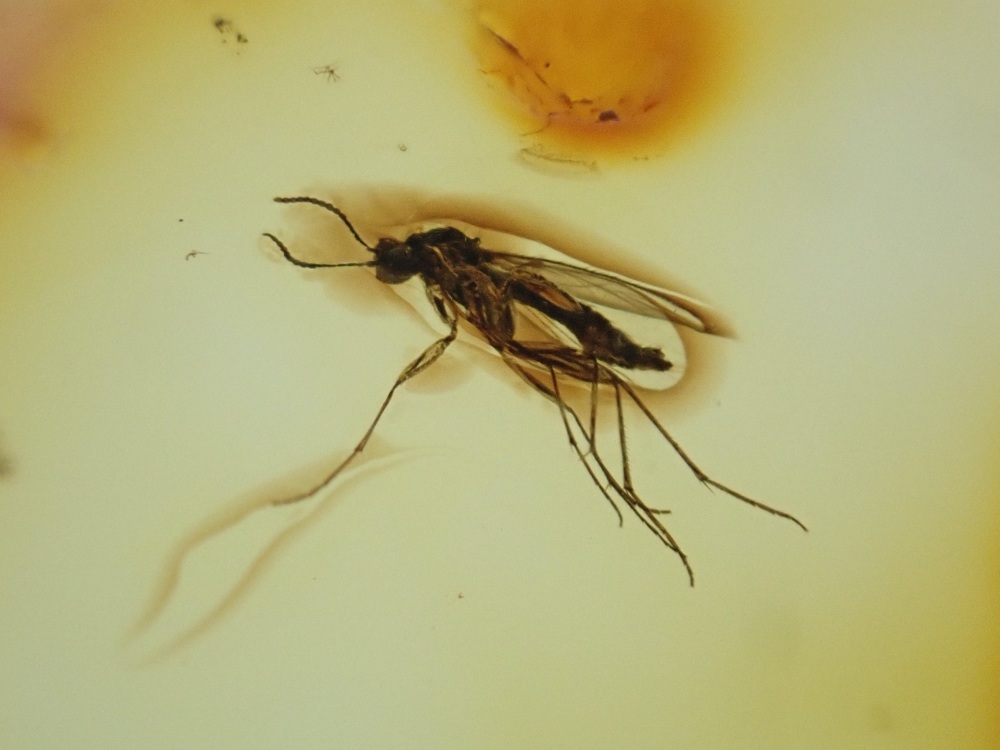 Baltic Amber Inclusion #09 (Fungus Gnat)