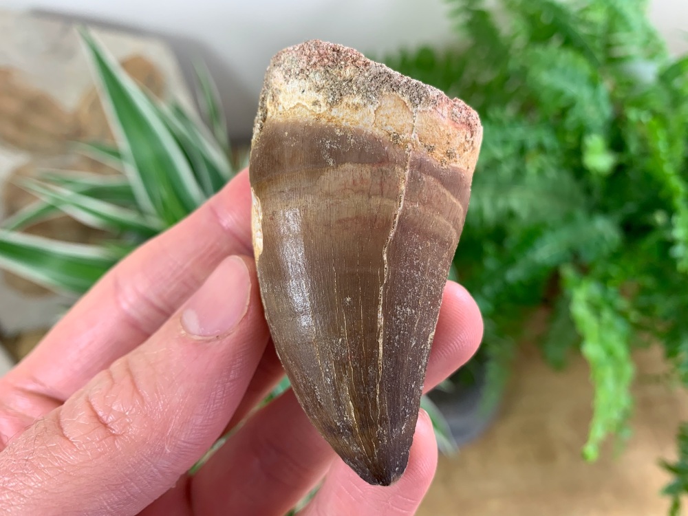 Large Mosasaur Tooth (2.44 inch) #01
