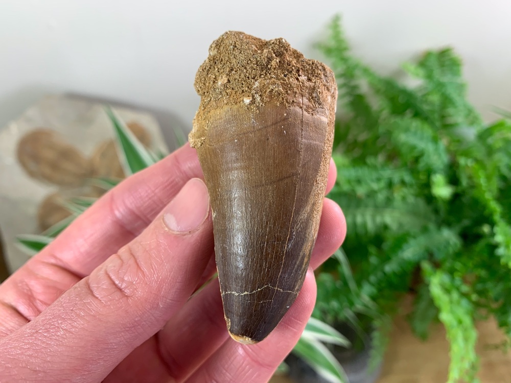 Large Mosasaur Tooth (2.5 inch) #04