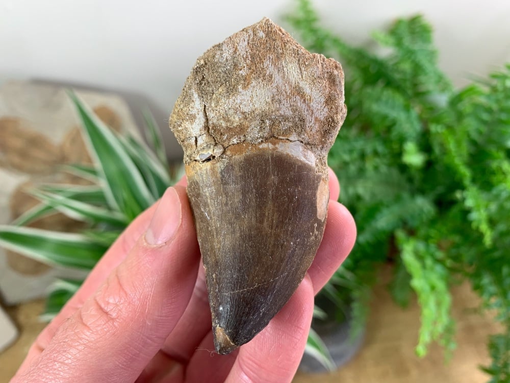 Large Mosasaur Tooth (2.63 inch) #07