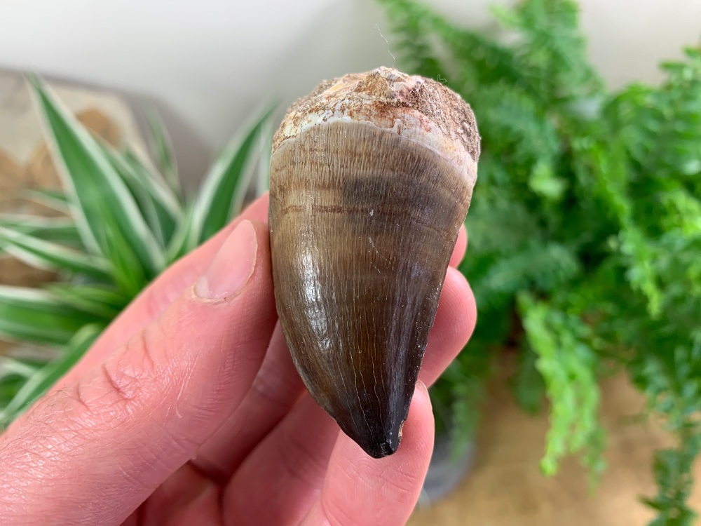 Large Mosasaur Tooth (2.06 inch) #08