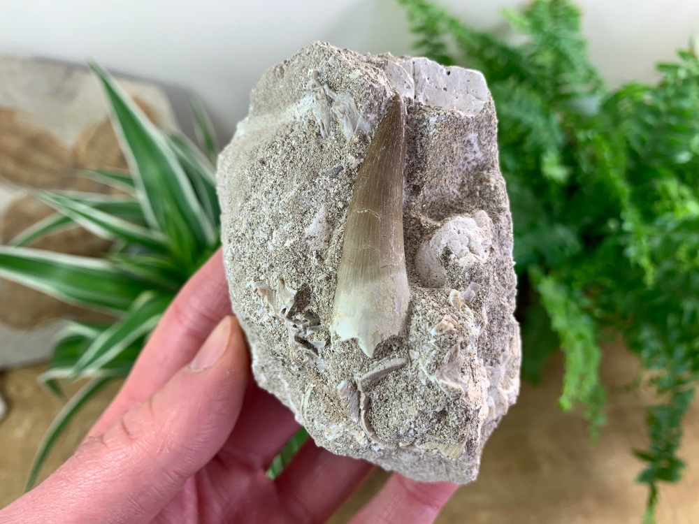 Plesiosaur Tooth on Matrix (1.63 inch) #03