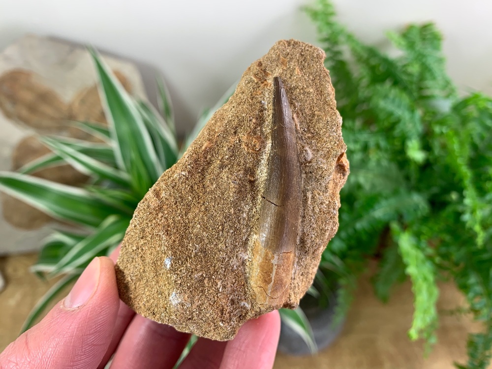 Plesiosaur Tooth on Matrix (2.19 inch) #06