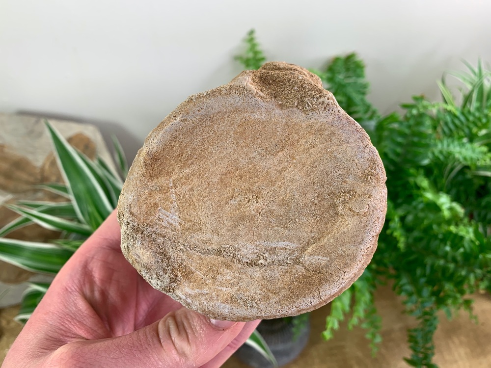 Plesiosaur Vertebra (3.25 inch) #08